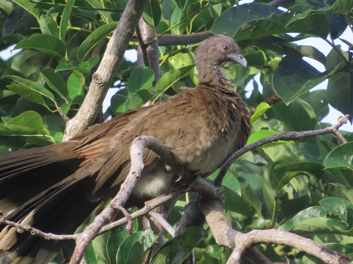 Gray-headed Chachalaca - katiuska Sicilia