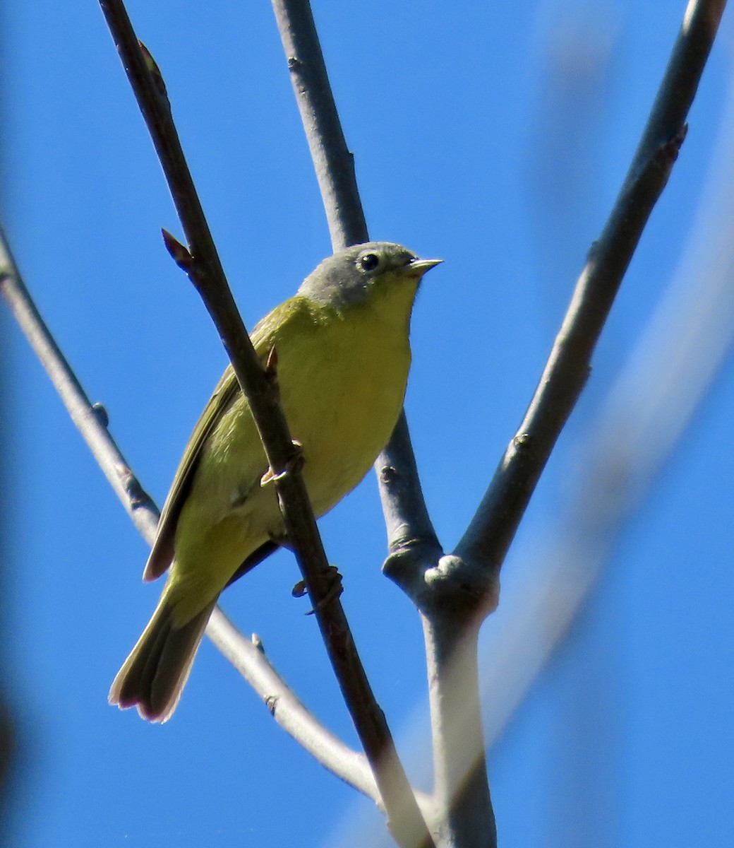 Nashville Warbler - Linda Grebe 🦅