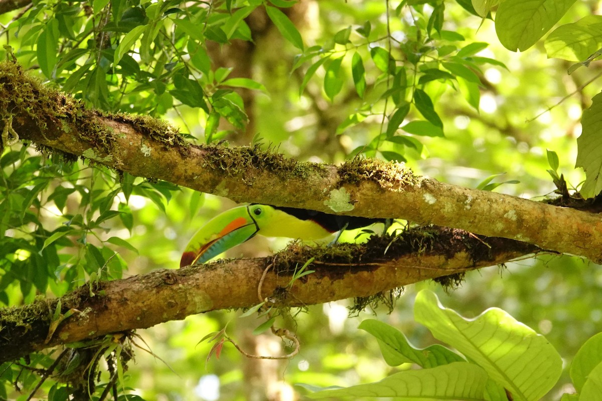 Keel-billed Toucan - Betty Beckham