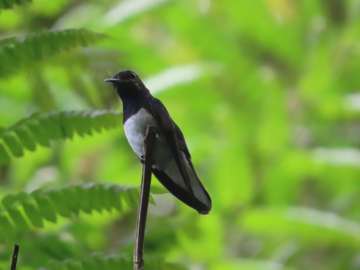 White-necked Jacobin - katiuska Sicilia