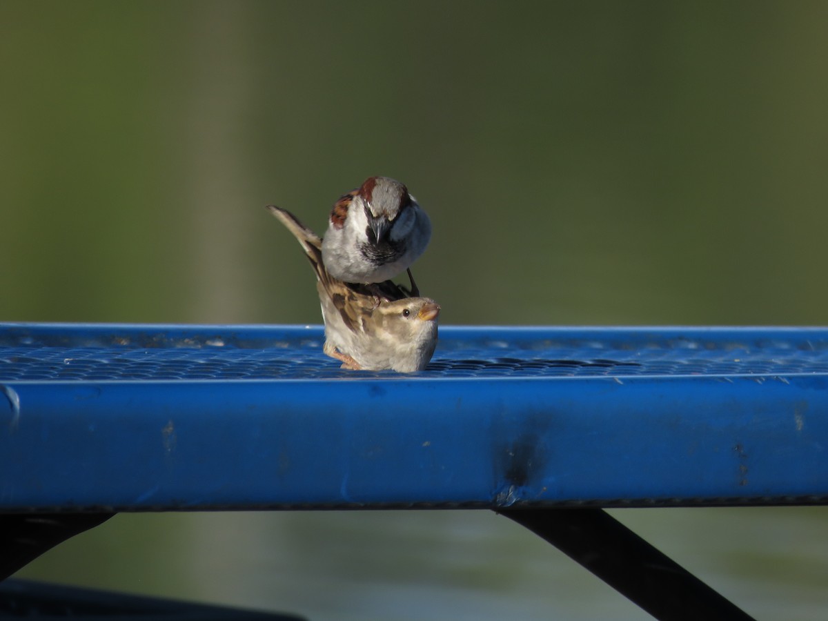 House Sparrow - Valerie Crecco