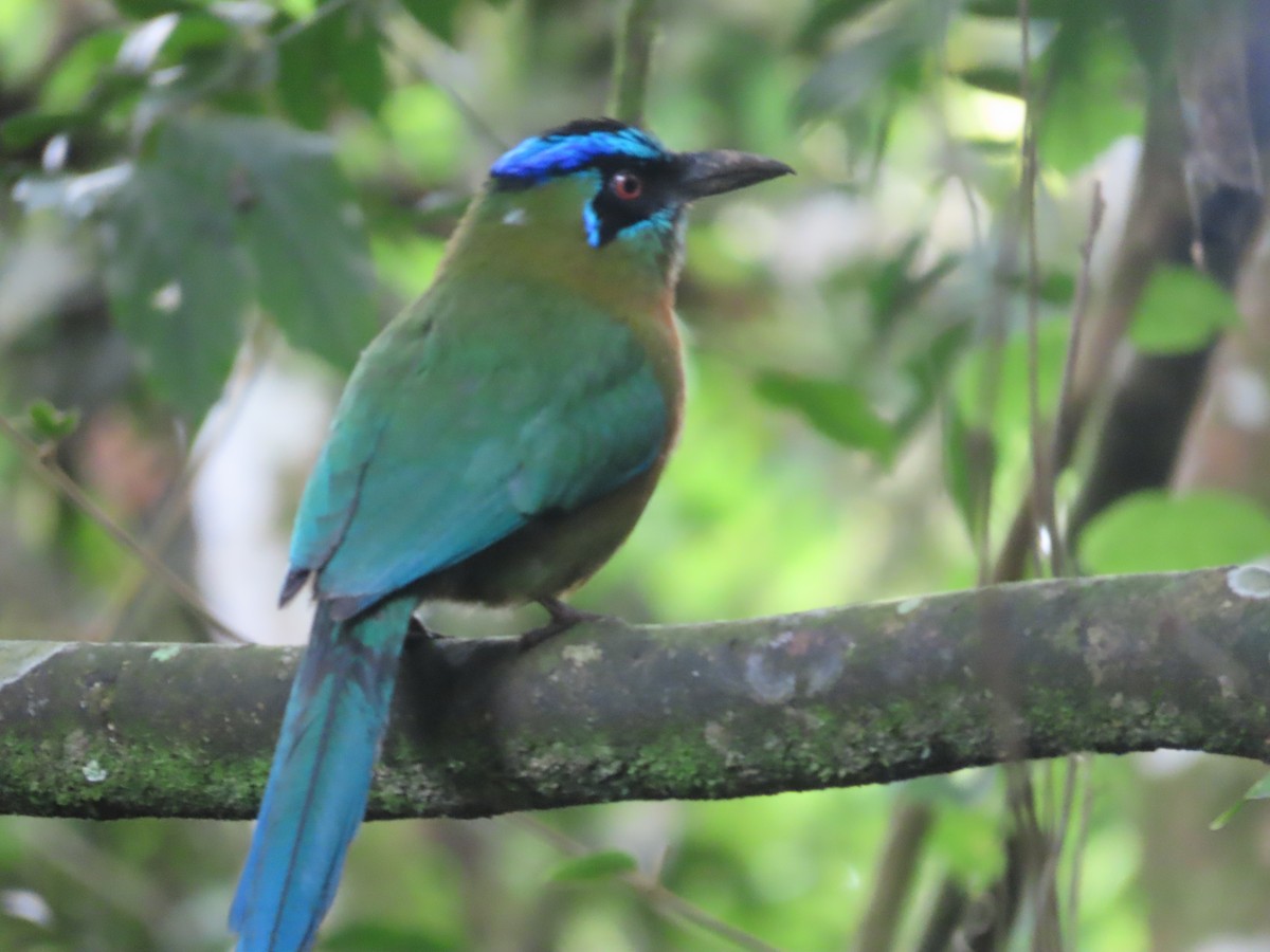 Lesson's Motmot - katiuska Sicilia