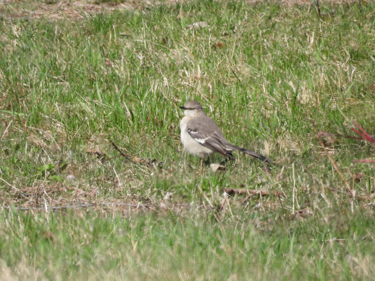 Northern Mockingbird - Aiden Saari