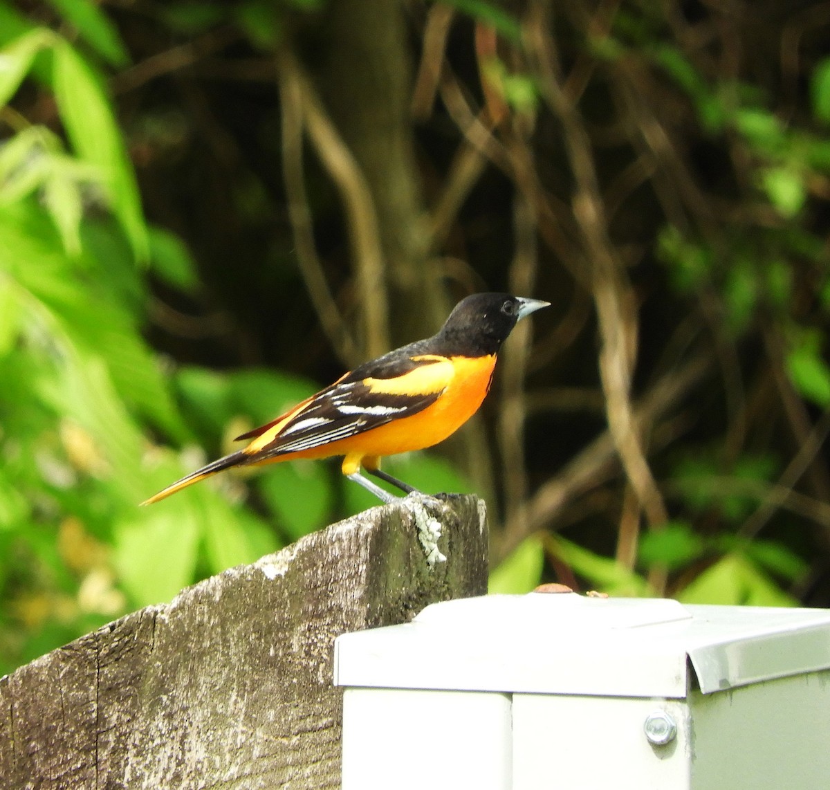 Baltimore Oriole - ML618277910