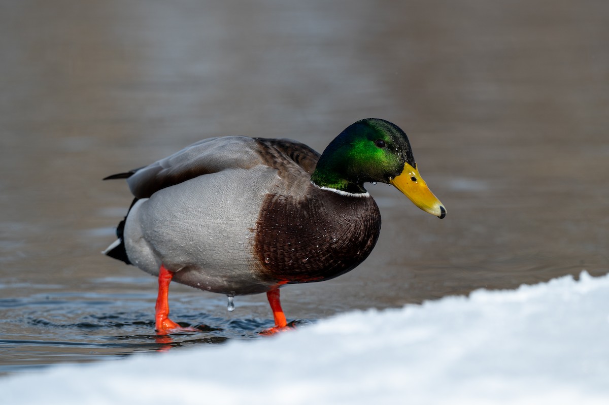 Mallard - Mason Tremblay