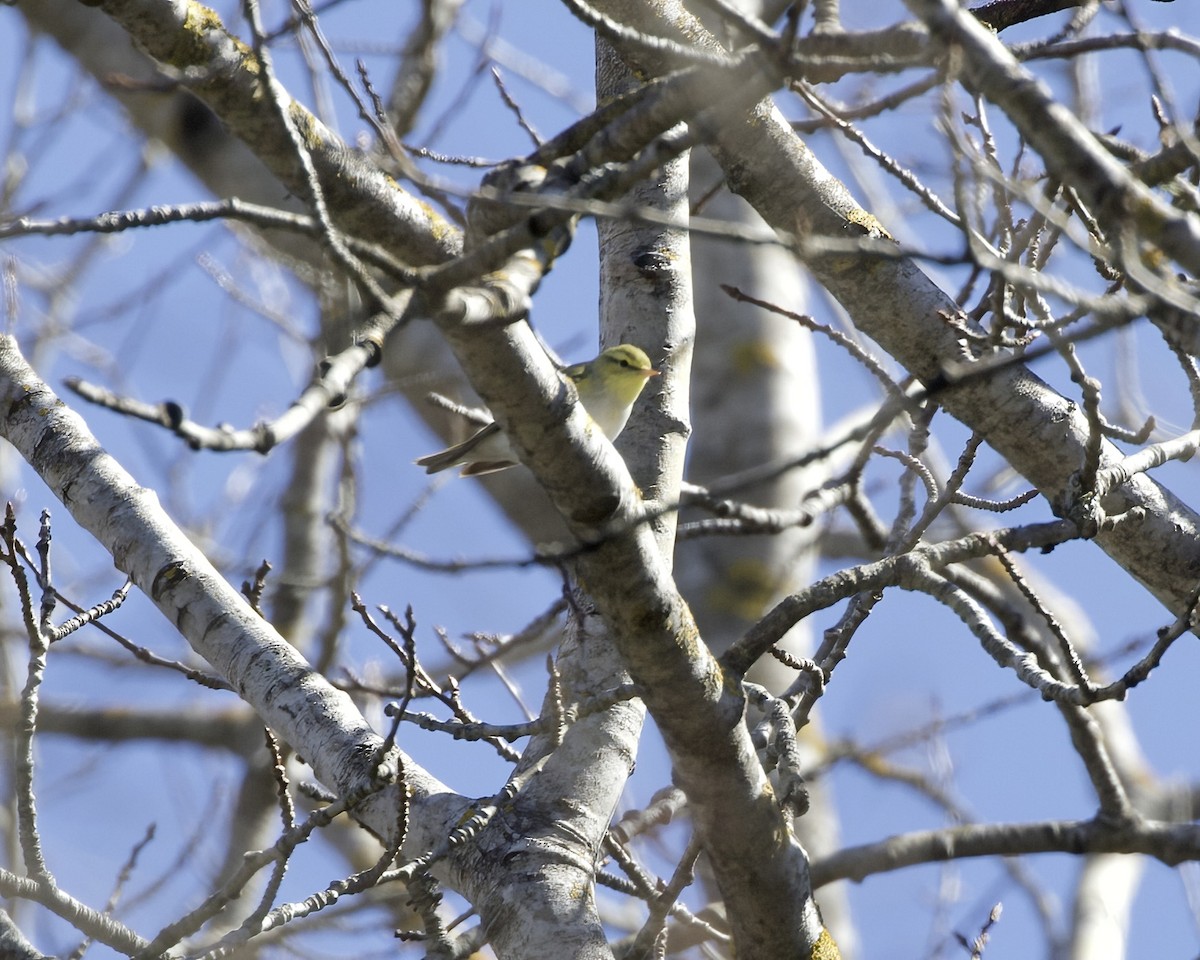 Wood Warbler - ML618277926