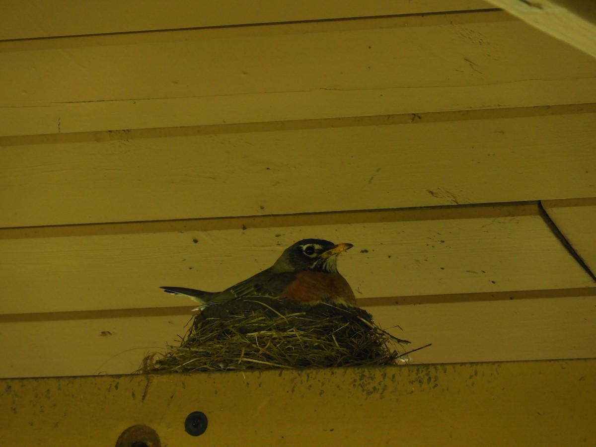 American Robin - Marion Miller