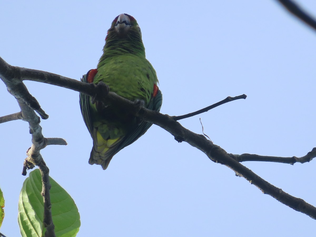 Crimson-fronted Parakeet - katiuska Sicilia