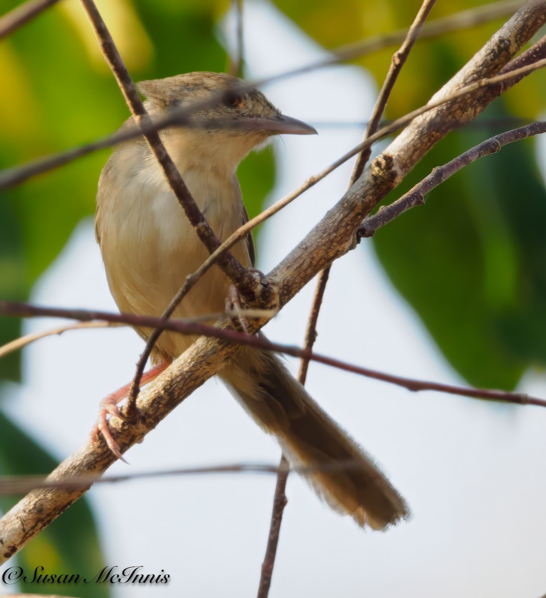 Brown Prinia - Susan Mac