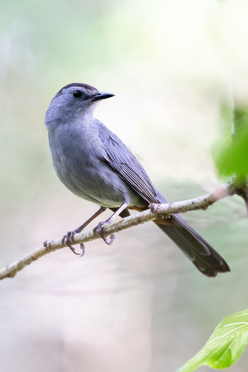 Gray Catbird - ML618277948