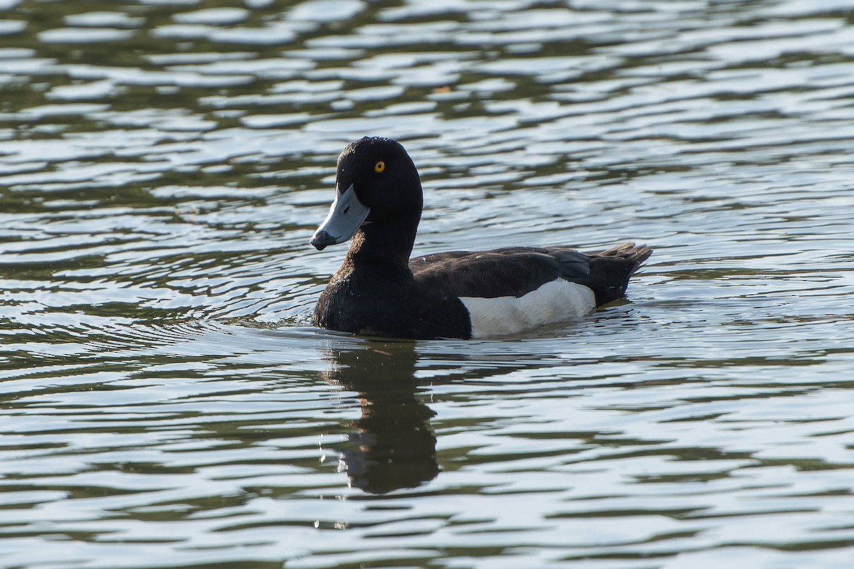 Tufted Duck - Carsten Stiller