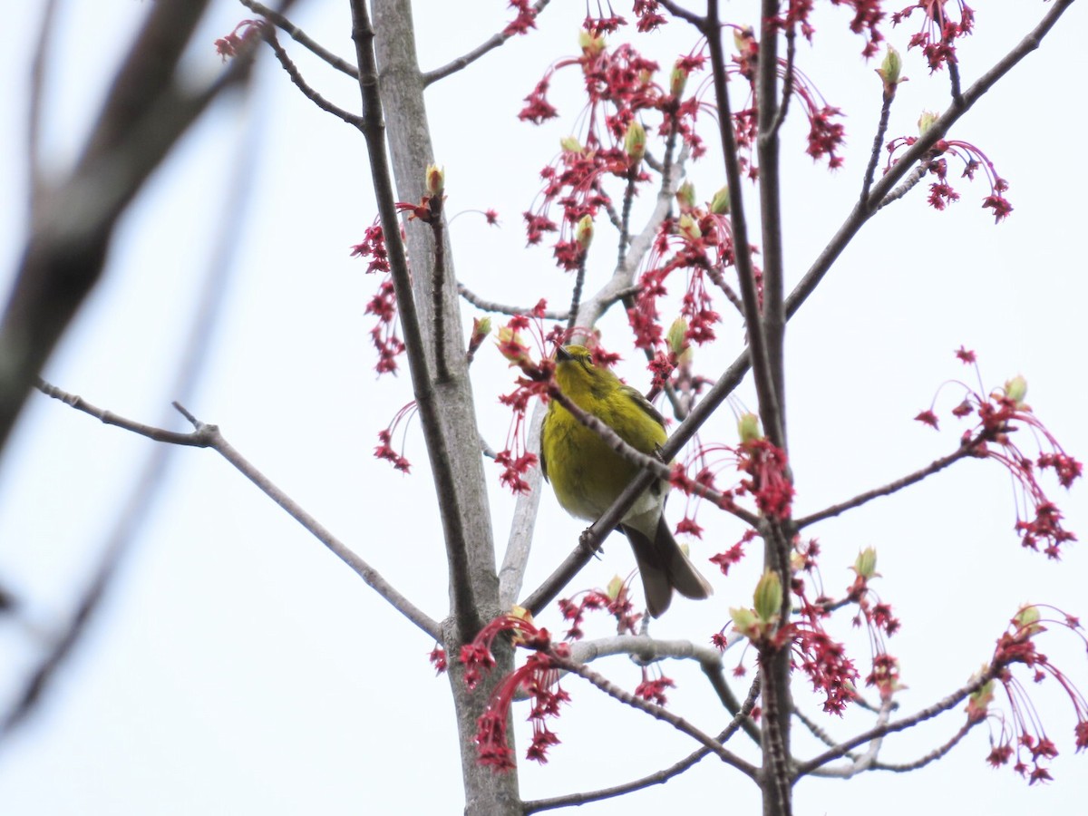 Pine Warbler - Tania Mohacsi