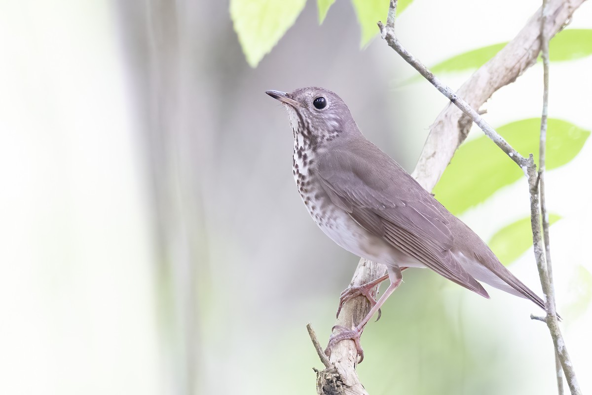 Swainson's Thrush - ML618277973