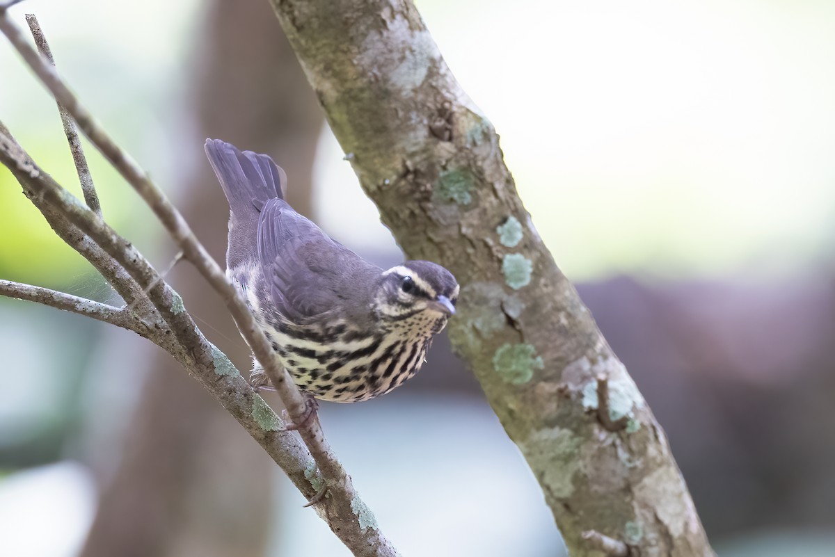 Northern Waterthrush - ML618277998