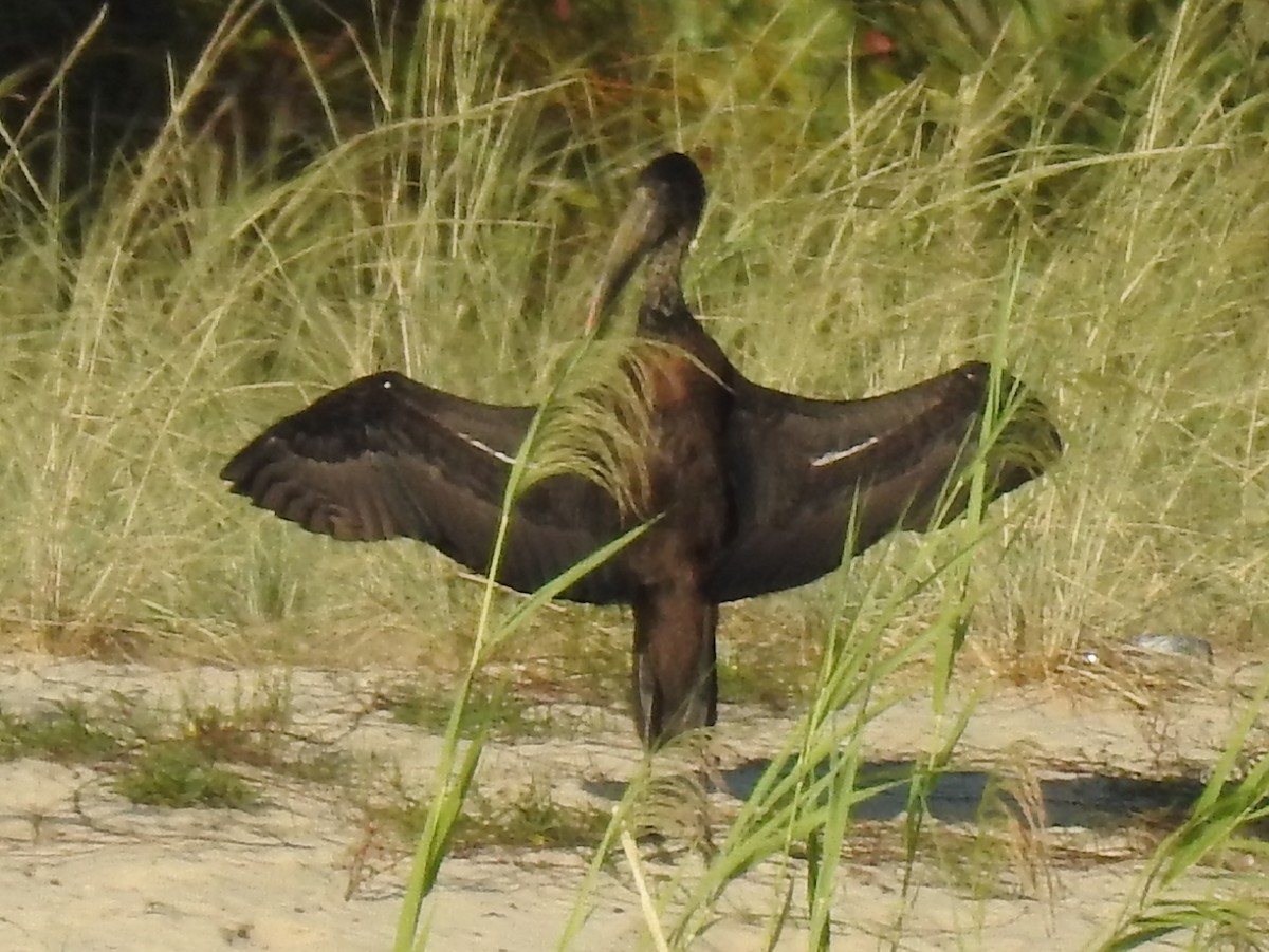 African Openbill - Clare Mateke