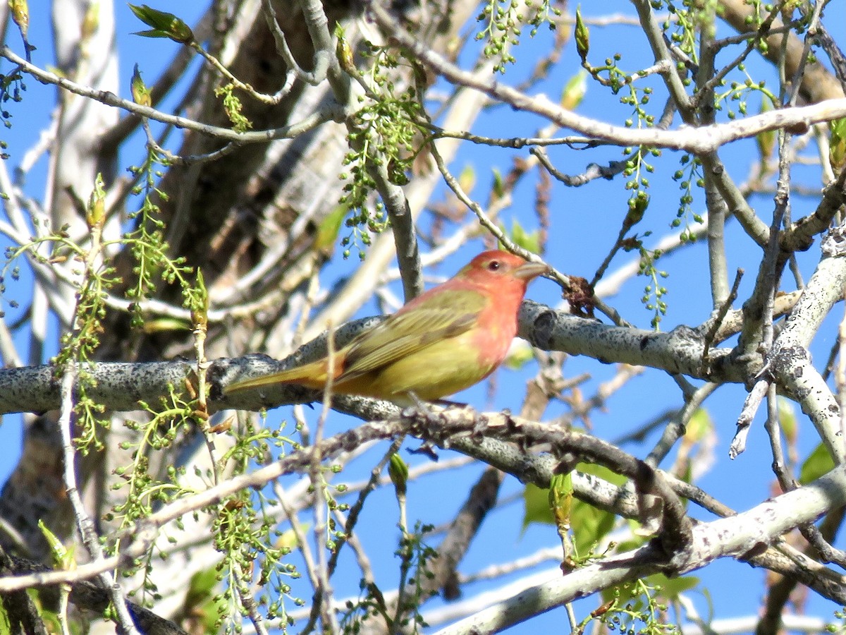 Summer Tanager - Valerie Crecco