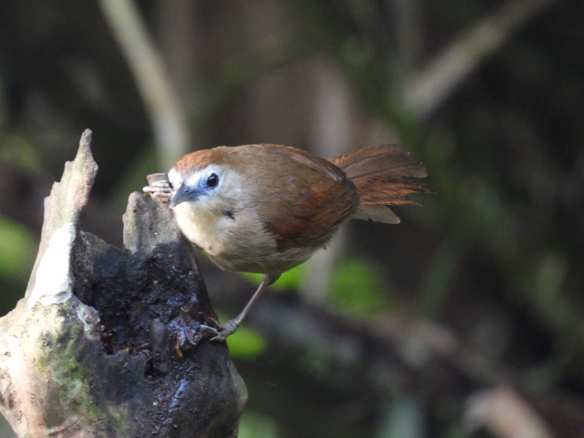 Crescent-chested Babbler - ML618278046