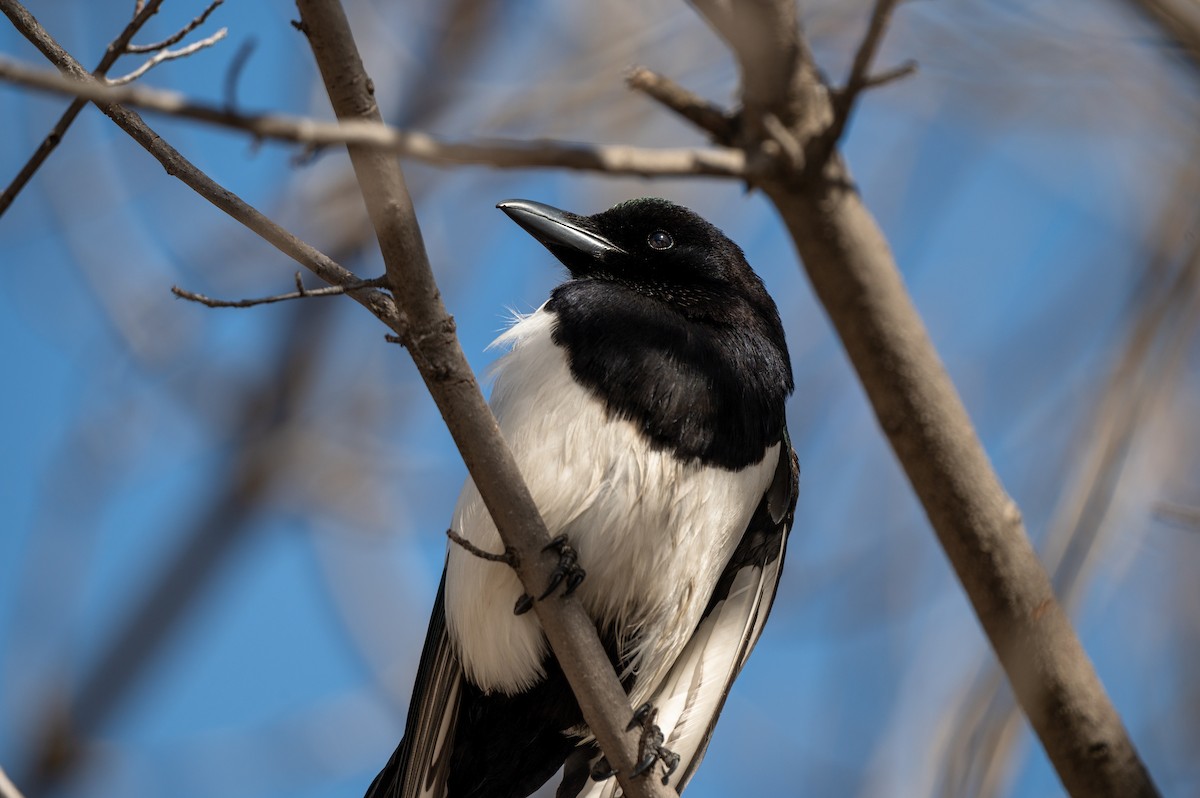 Black-billed Magpie - ML618278059