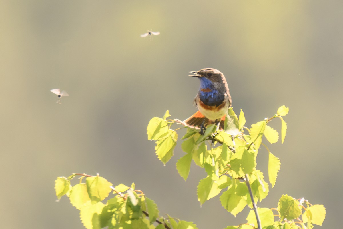 Bluethroat - Valery Treitsiak