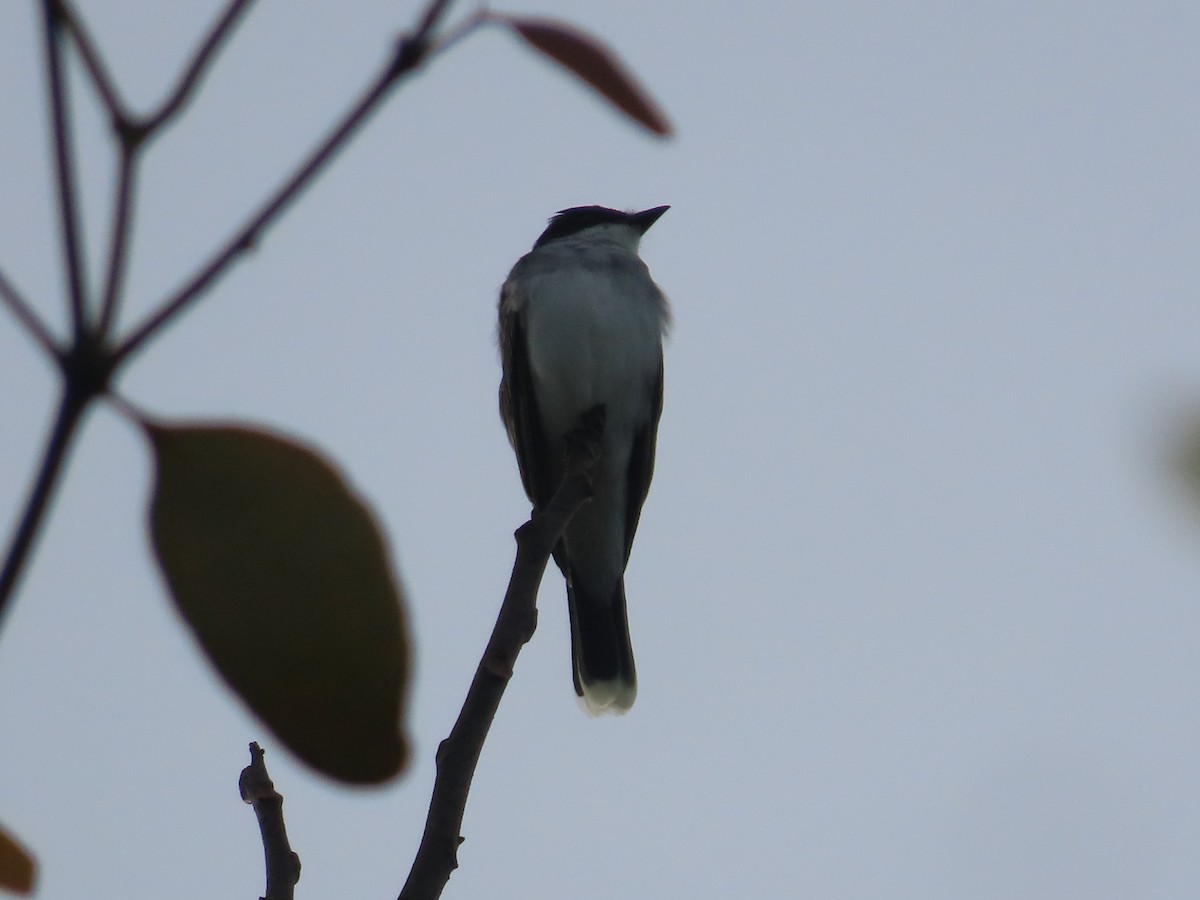 Eastern Kingbird - katiuska Sicilia