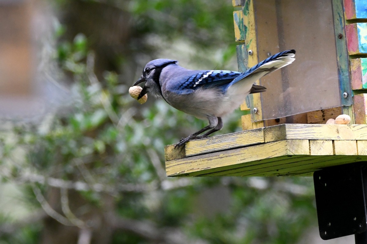 Blue Jay - Kevin Smith