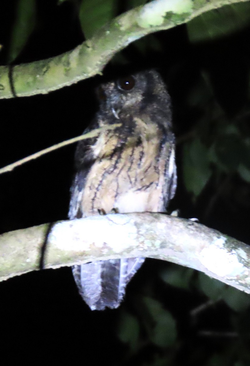Tawny-bellied Screech-Owl - Rick Jacobsen