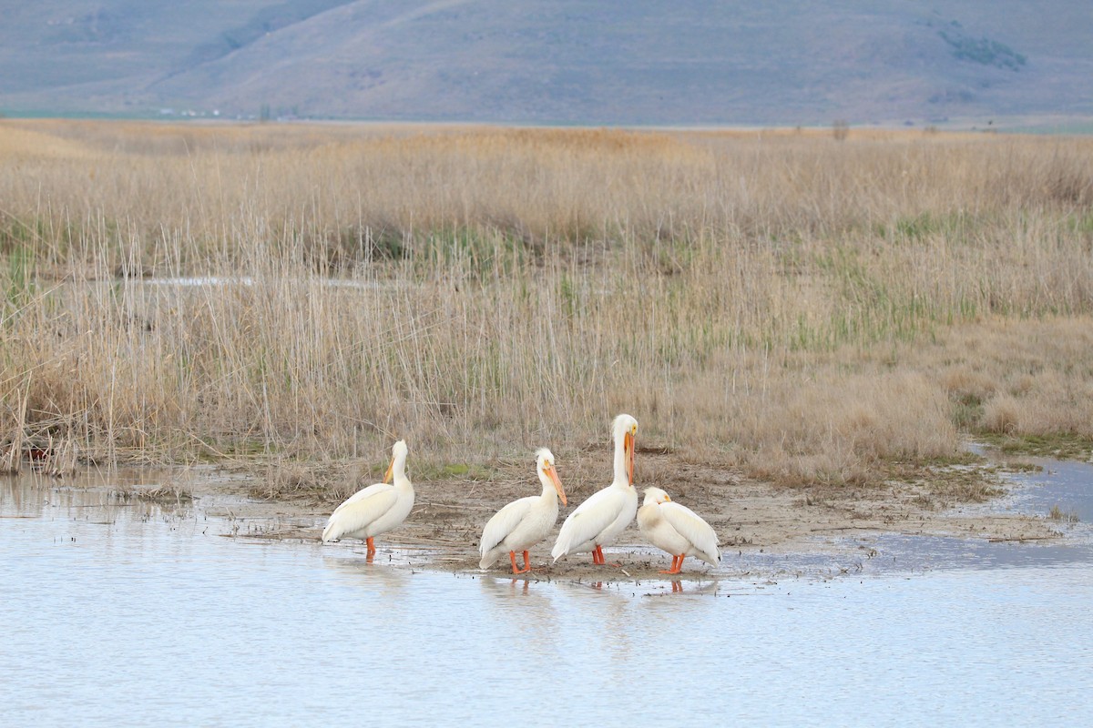 American White Pelican - Jbear Ketner