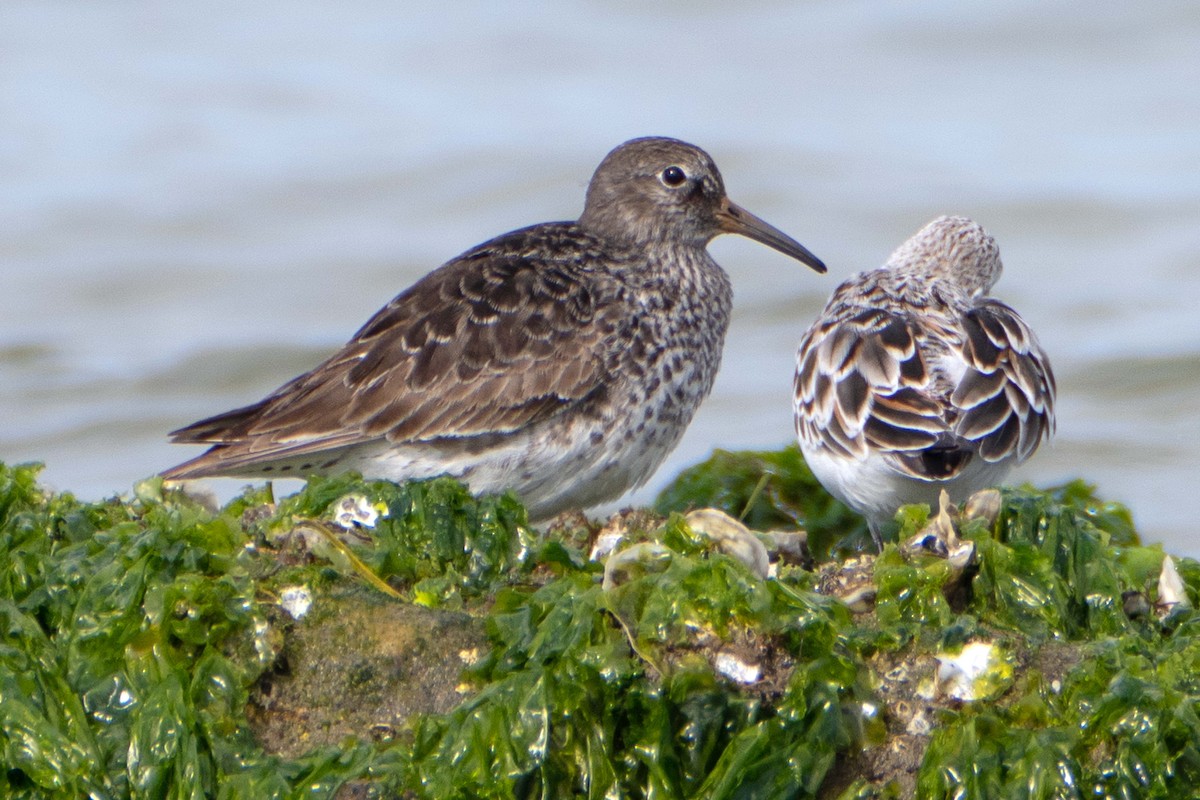 Purple Sandpiper - Susan Elliott