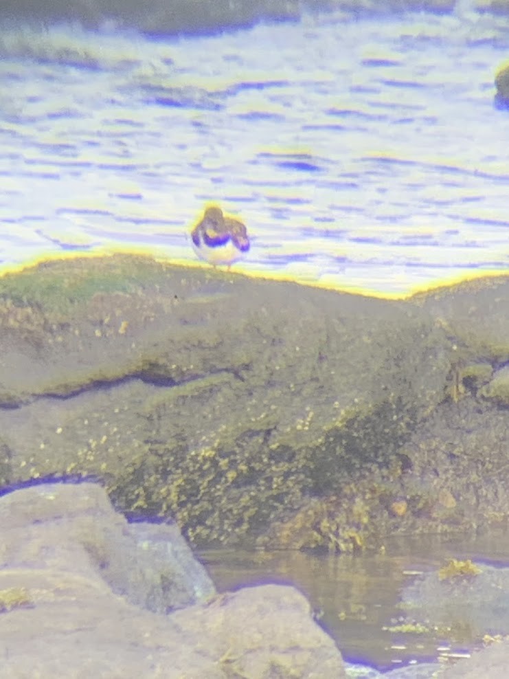 Ruddy Turnstone - ML618278172