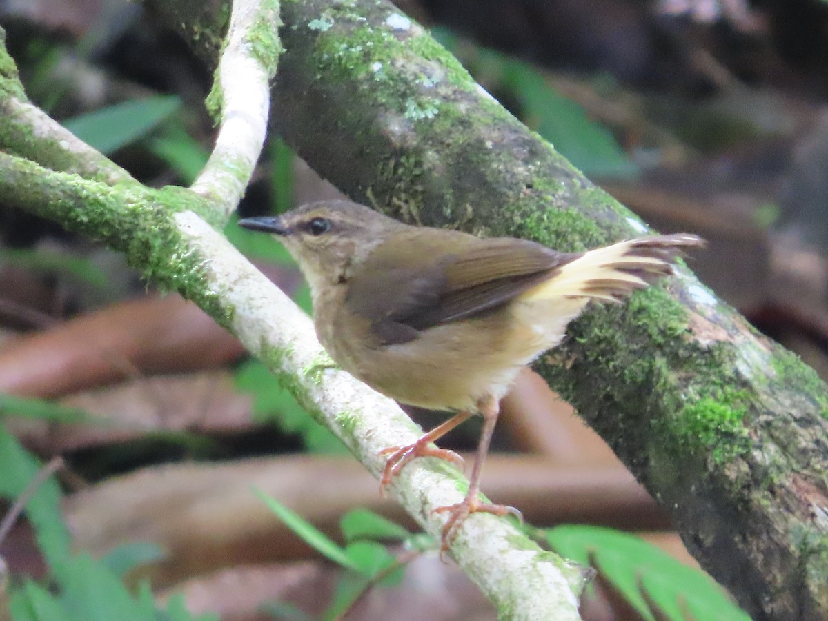 Buff-rumped Warbler - katiuska Sicilia