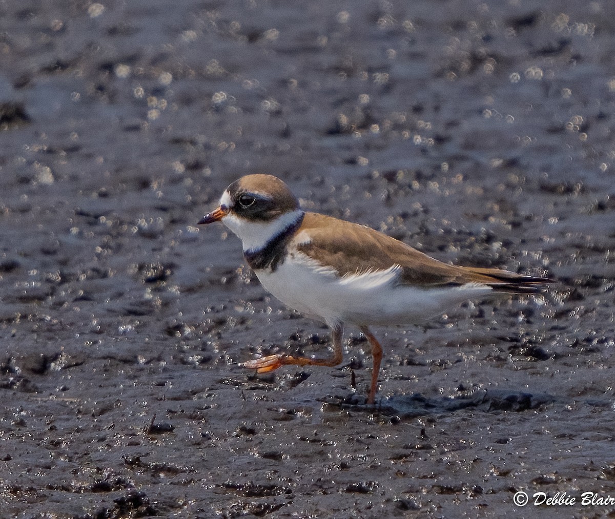 Semipalmated Plover - Debbie Blair