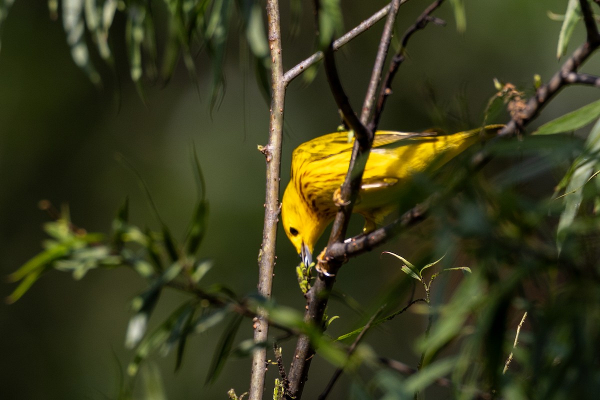 Yellow Warbler - ML618278185