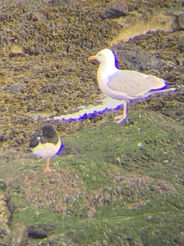 Herring Gull - Chris Hamilton