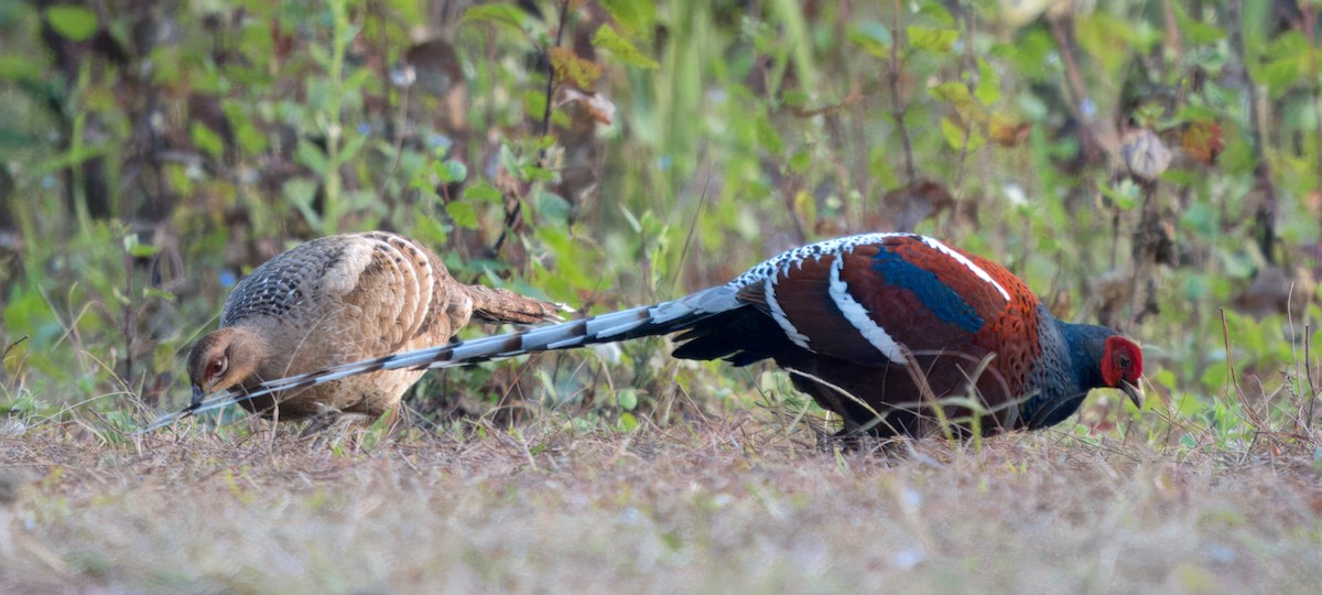 Mrs. Hume's Pheasant - S Kanchan