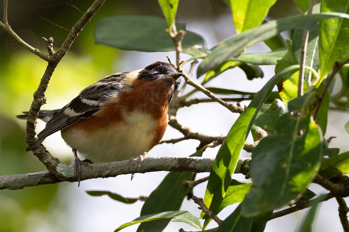 Bay-breasted Warbler - ML618278233