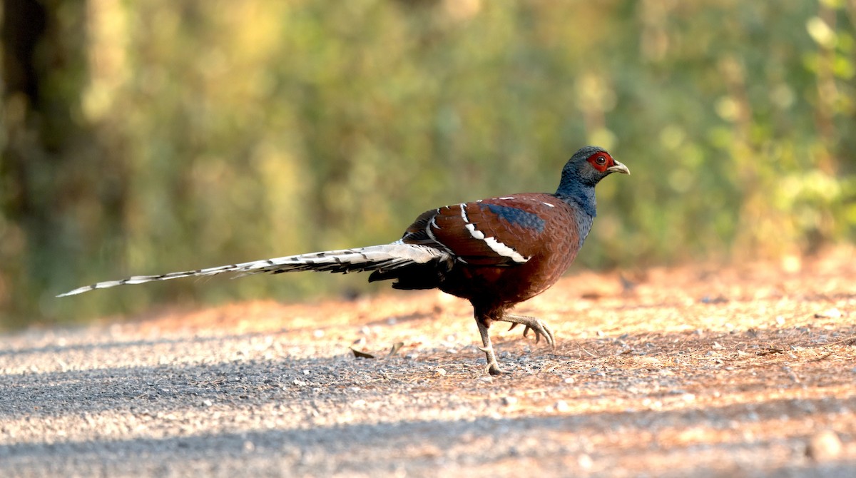 Mrs. Hume's Pheasant - S Kanchan