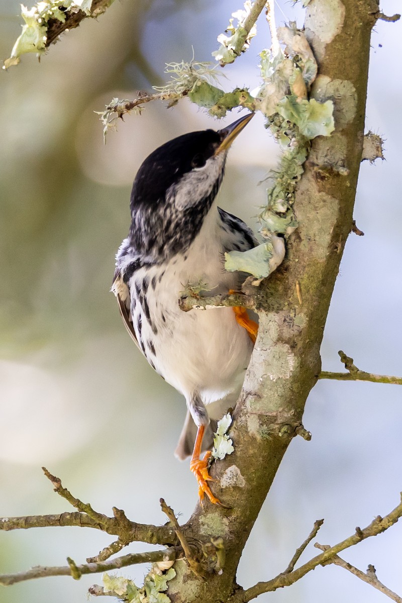 Blackpoll Warbler - ML618278237