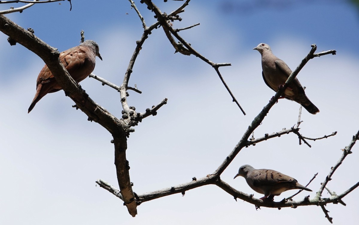 Plain-breasted Ground Dove - Kathy Doddridge