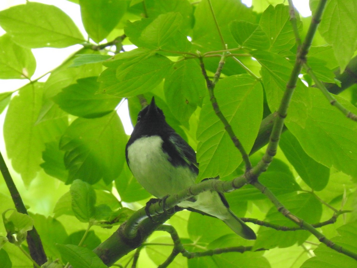 Black-throated Blue Warbler - ML618278281