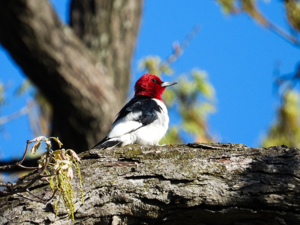 Red-headed Woodpecker - Haley Gottardo