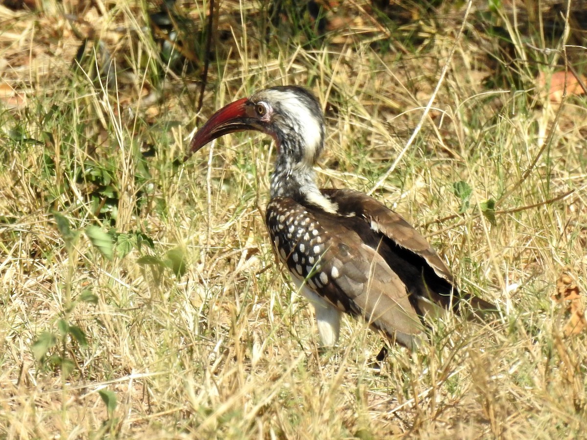 Southern Red-billed Hornbill - Clare Mateke