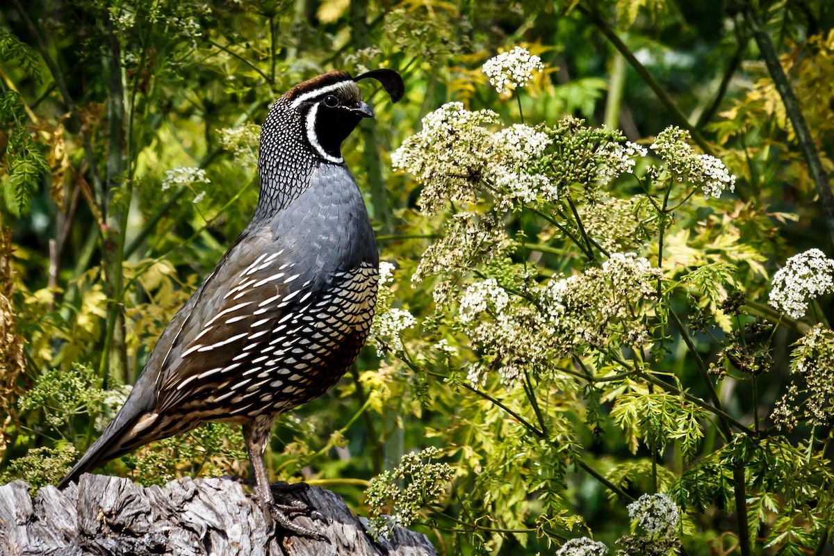 California Quail - ML61827831