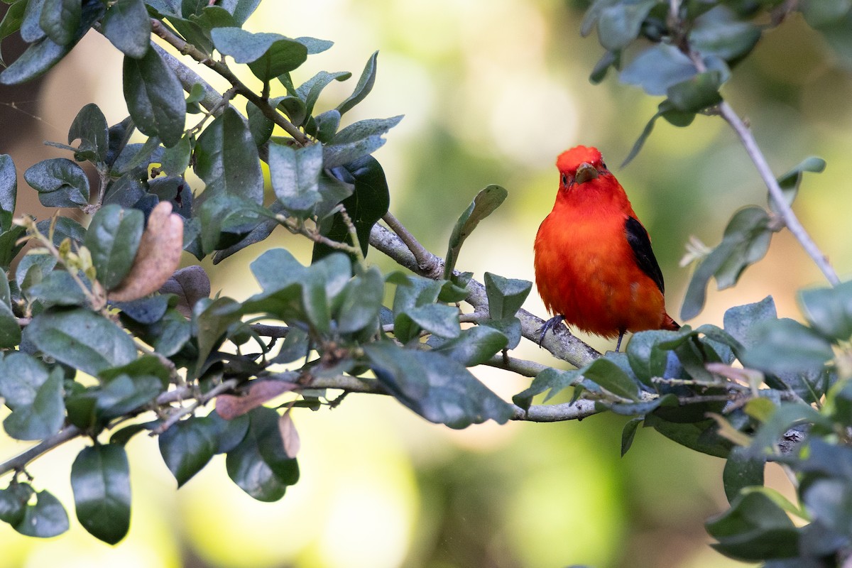 Scarlet Tanager - ML618278316