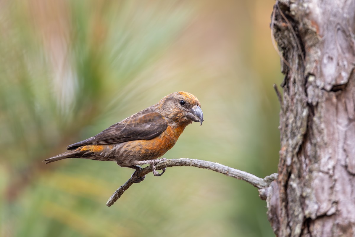 Red Crossbill - Carolien Hoek