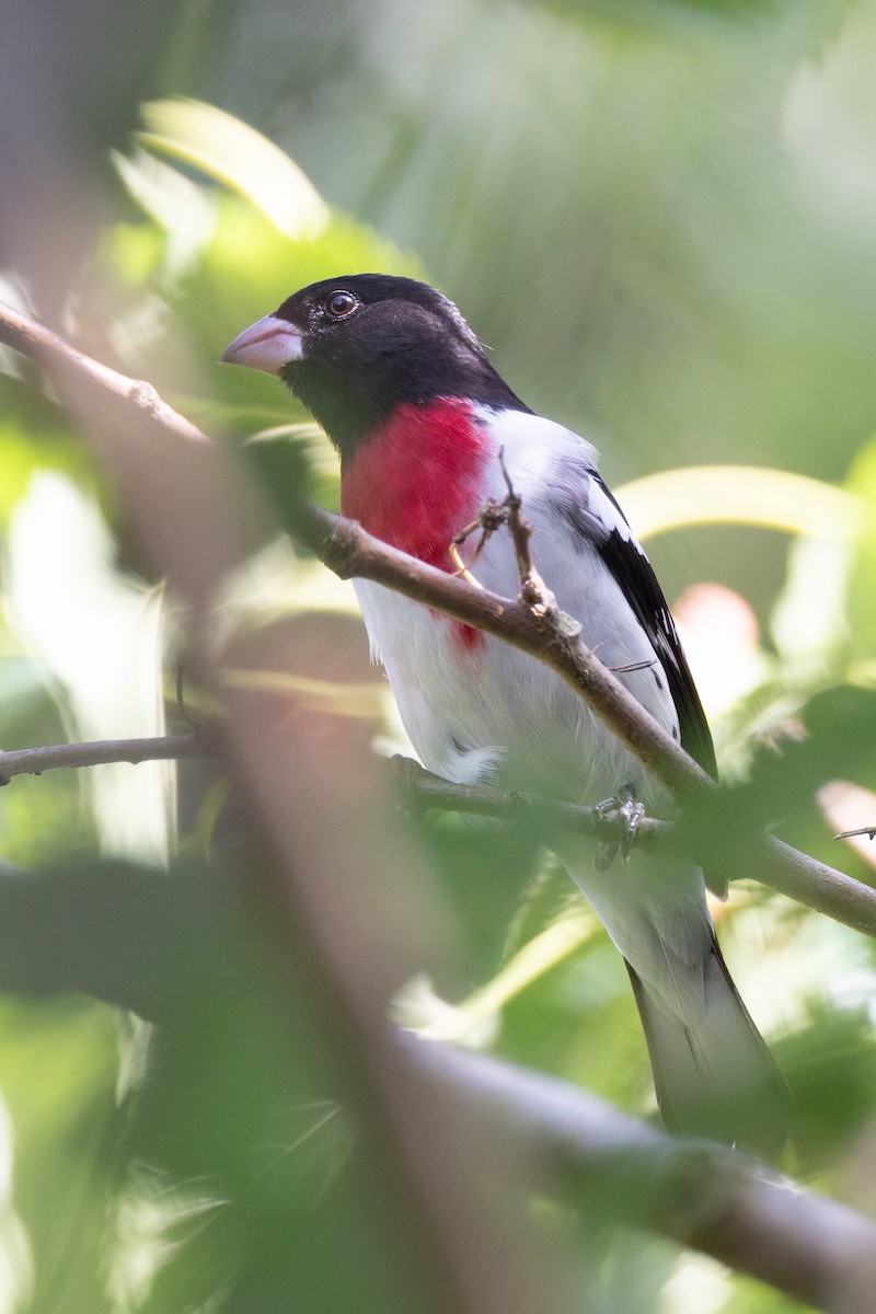 Rose-breasted Grosbeak - ML618278335