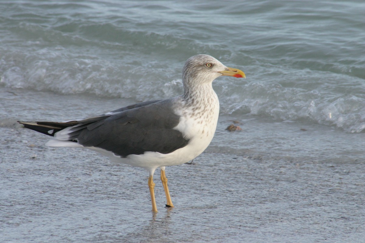 Lesser Black-backed Gull - ML618278337