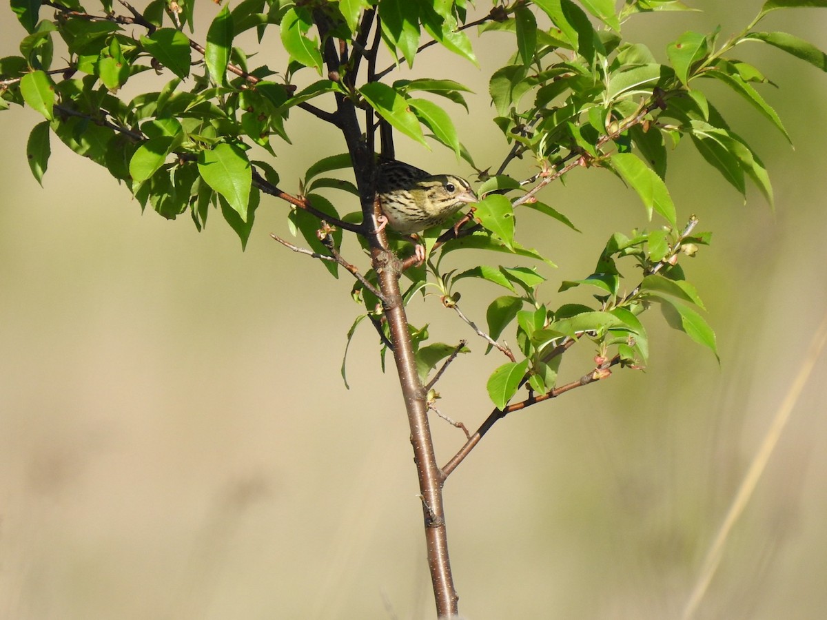 Henslow's Sparrow - ML618278343