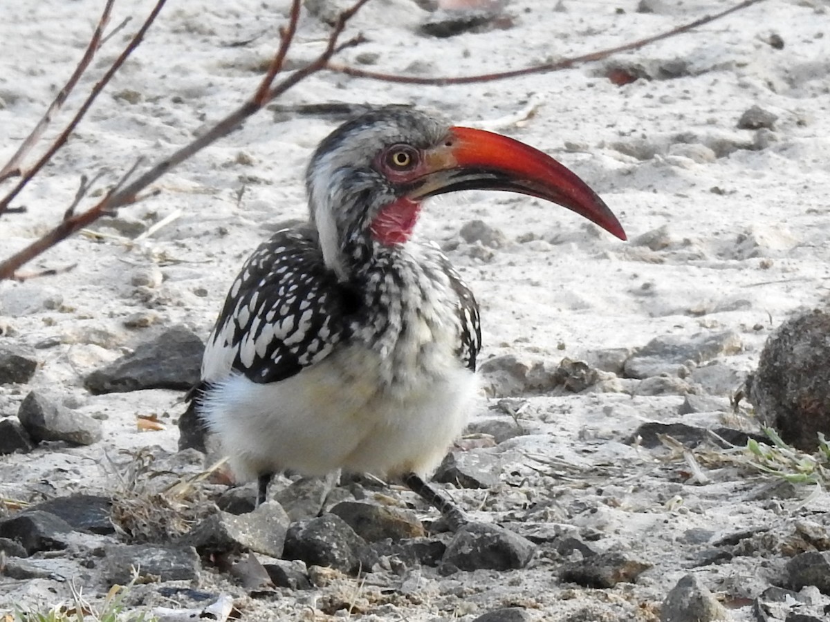 Southern Red-billed Hornbill - Clare Mateke