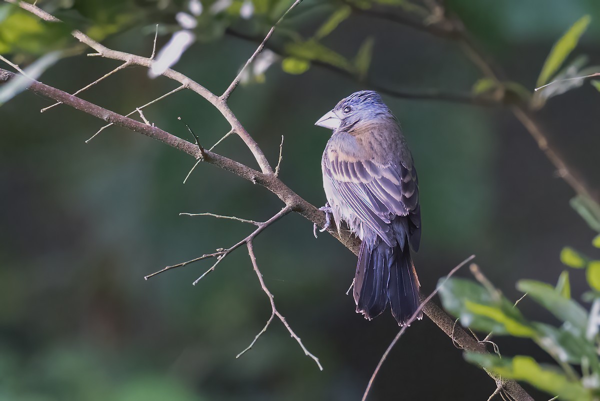 Blue Grosbeak - ML618278355