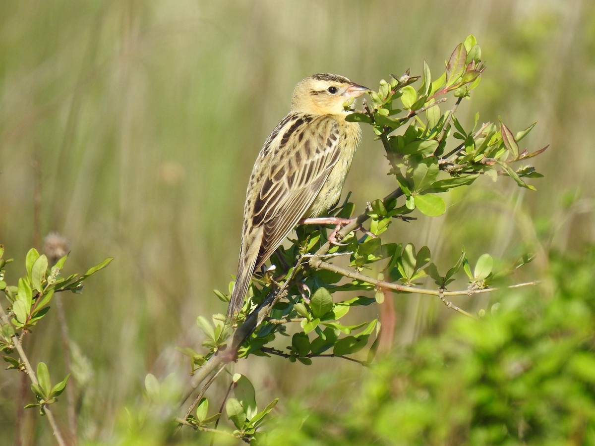 Bobolink - ML618278359